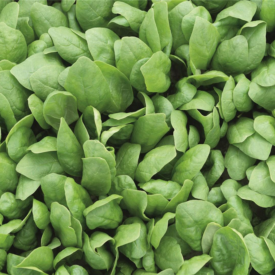 🌱 How to Keep Your Hydroponic Garden Thriving as the Weather Cools Down