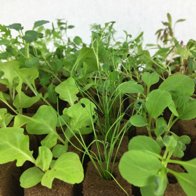 Growing Seedlings in Grow Cubes