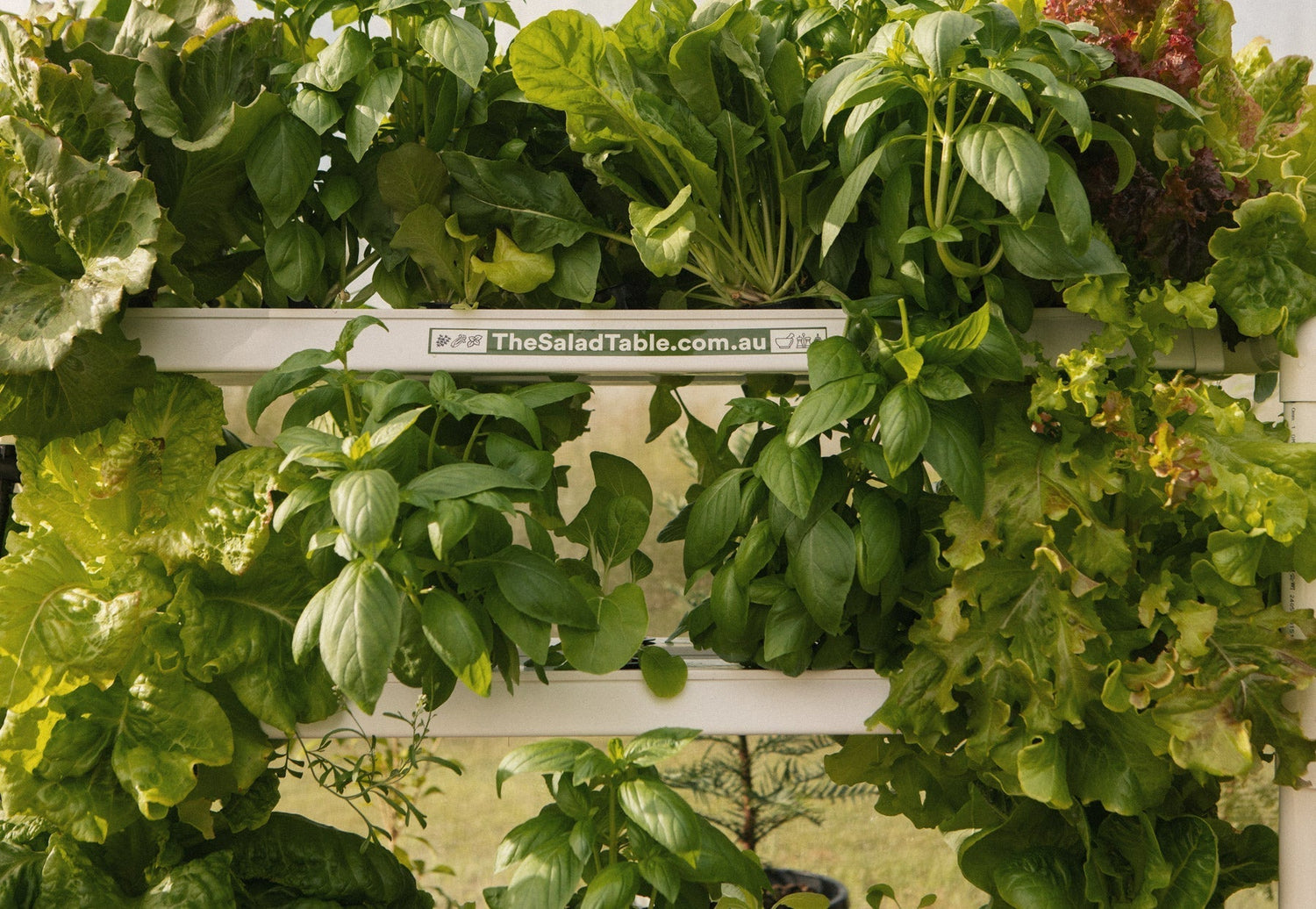 💰 How Much You Can Save by Growing Your Own Produce at Home