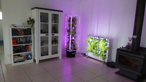 Best plant to grow indoor